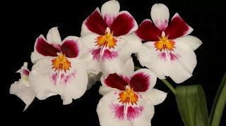 LAS ORQUIDEAS