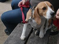 Jornadas de Agility en Madrid