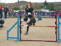 Jornadas de Agility en Madrid