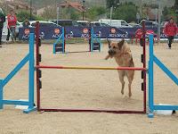 Jornadas de Agility en Madrid