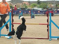 Jornadas de Agility en Madrid