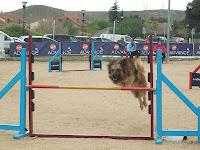 Jornadas de Agility en Madrid