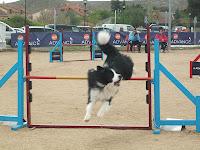 Jornadas de Agility en Madrid