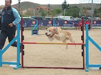 Jornadas de Agility en Madrid