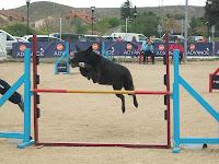Jornadas de Agility en Madrid