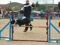 Jornadas de Agility en Madrid