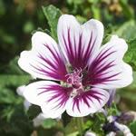 Malva, familia de las Malváceas