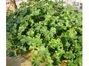 Malva, familia Malváceas