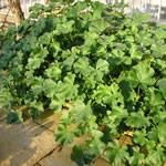 Malva, familia de las Malváceas