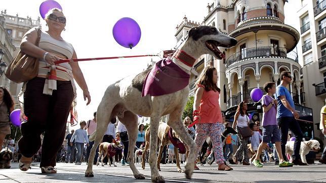 Más de mil galgos pasean por el centro de Sevilla contra el maltrato animal