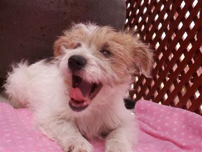 PERRITA 4 MESES TAMAÑO PEQUEÑO CEGUERA CONGÉNITA, ABANDONADA EN UNA CUNETA.