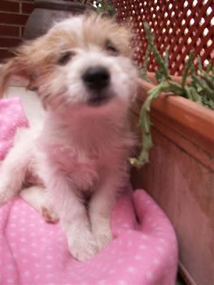 PERRITA 4 MESES TAMAÑO PEQUEÑO CEGUERA CONGÉNITA, ABANDONADA EN UNA CUNETA.