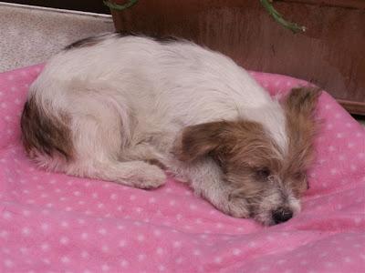 PERRITA 4 MESES TAMAÑO PEQUEÑO CEGUERA CONGÉNITA, ABANDONADA EN UNA CUNETA.