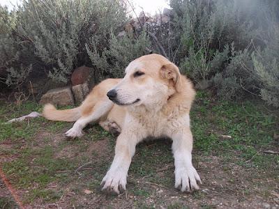 LARA, MASTINA NOBLE Y JUGUETONA SE QUEDA SIN HOGAR‏.