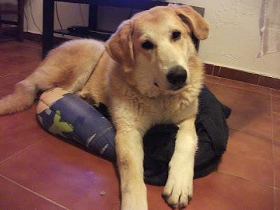 LARA, MASTINA NOBLE Y JUGUETONA SE QUEDA SIN HOGAR‏.