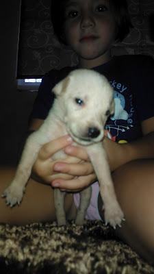 10 cachorros mestizos de galgo. AYUDA POR FAVOR.!!‏