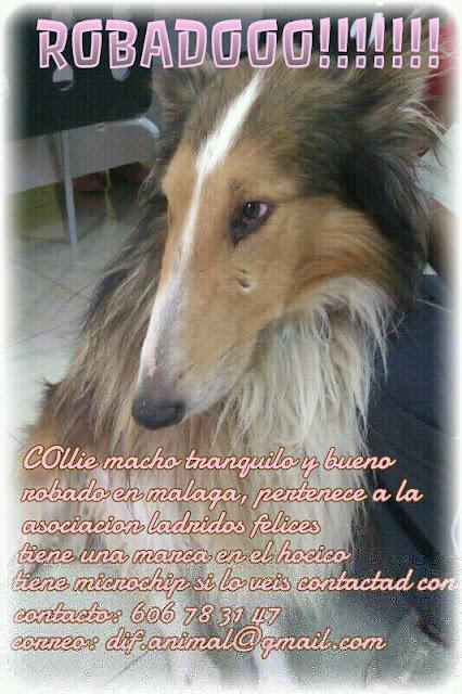 Collie robado en Malaga. AYUDA!!