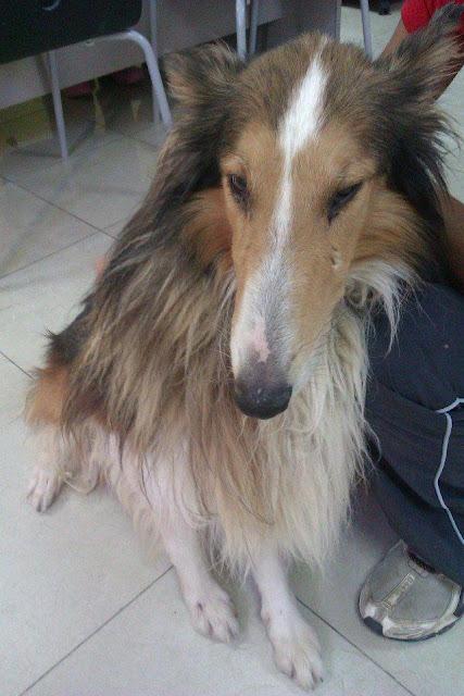 Collie robado en Malaga. AYUDA!!