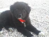 Adopción para opra!! labrador (murcia)‏