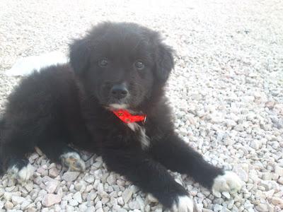 ADOPCIÓN PARA OPRA!! MEX DE LABRADOR (MURCIA)‏