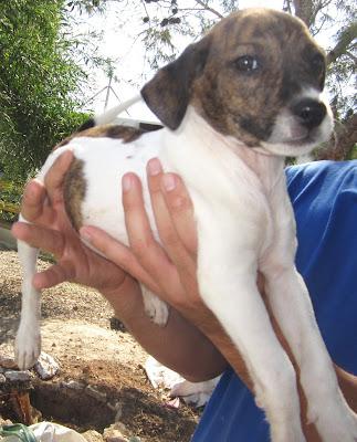 Dollar, precioso cachorrito cruce de american, busca familia.