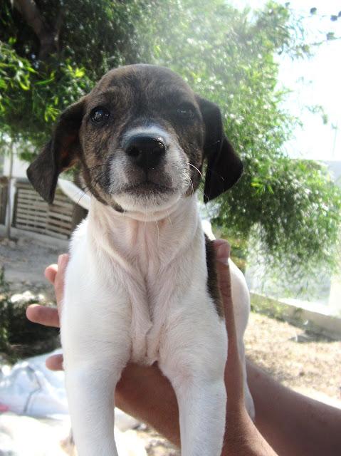 Dollar, precioso cachorrito cruce de american, busca familia.