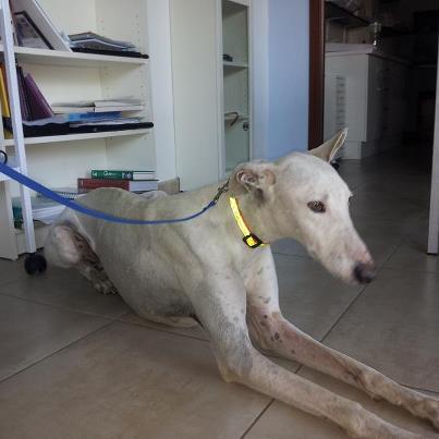 Foto: Tatoo, el galgo que quiso jugar   Anochece por una carretera secundaria cerca de Miajadas, Marisol y Paula vuelve de la charla sobre tenencia responsable, una visión real de lo que es significa la palabra perrera.... casi al mismo tiempo ambas divisan junto al arcén la silueta inconfundible de un galgo  Paran el coche , las dos salen con correas , le llaman dulcemente , le hablan de cuencos de comida y agua fresca,  de un futuro lleno de caricias, mimos y cojines mullidos  Los ojos de Tatoo se cruzan durante un segundo con los de Paula y Marisol , en las miradas nobles y limpias no caben las mentiras, y Tatoo , quizás por primera vez en su vida se atreve a confiar en los humanos ... Y se acerca , moviendo el rabo , incluso invitando al juego , contento con esa suerte en forma de mujeres que se le ha cruzado anocheciendo en una carretera secundaria cacereña  Tatoo quiso jugar, Tatoo quiere jugar. si jugar contigo ... ¿qué esperas para aceptar su alegría?  Contacto : marisolamidea@gmail.com   Fecha entrada: 04-10-12 Fecha nacimiento: 01-16-11 aproximadamente raza: galgo tamaño: grande caracter: es supermimoso, es cariñosisisisismo, llora continuamente solo quiere estar acompañado pero de personas, es sociable , comparte chenil con Lisa sin problema y sale al patio con 5 mas.