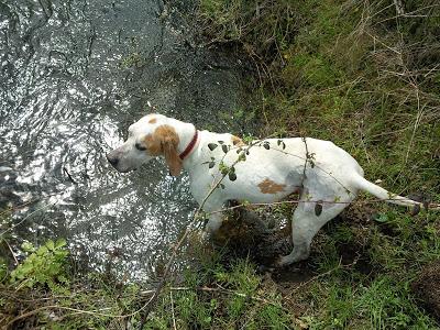 Kuko, pointer de 5 años, necesita casa de acogida urgente o adopción. MUY URGENTE!! (SEVILLA)