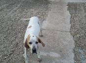 Kuko, pointer años, necesita casa acogida urgente adopción. (Sevilla)