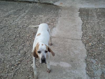 Kuko, pointer de 5 años, necesita casa de acogida urgente o adopción. MUY URGENTE!! (SEVILLA)
