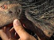 (516) dinosaurio enano, herbívoro mordedor