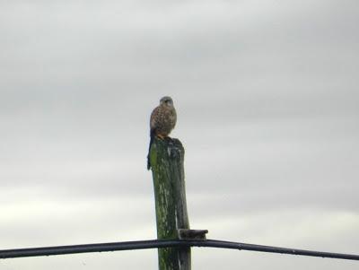 Cernícalos al acecho