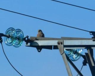 Cernícalos al acecho