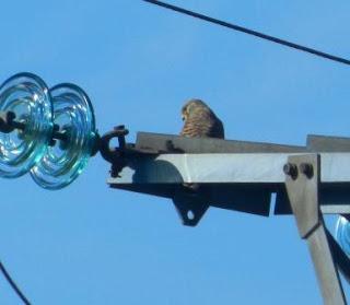 Cernícalos al acecho