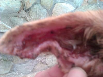 MUY URGENTE!! POR FAVOR, ANIMALES EN MUY MALAS CONDICIONES EN EL ASENTAMIENTO DE GALGUEROS DE SEVILLA.