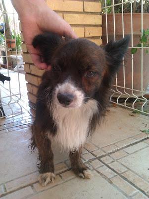 MUY URGENTE!! POR FAVOR, ANIMALES EN MUY MALAS CONDICIONES EN EL ASENTAMIENTO DE GALGUEROS DE SEVILLA.