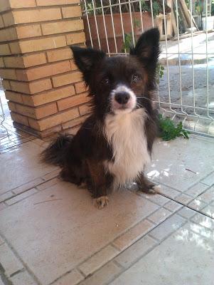 MUY URGENTE!! POR FAVOR, ANIMALES EN MUY MALAS CONDICIONES EN EL ASENTAMIENTO DE GALGUEROS DE SEVILLA.