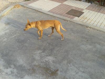 Podenco cachorro, toda la vida en la calle, está cojito, es urgente!! (Córdoba)