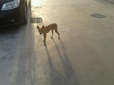 Podenco cachorro, toda la vida en la calle, está cojito, es urgente!! (Córdoba)
