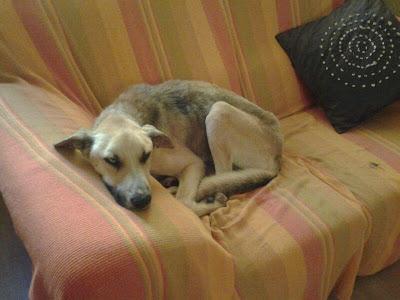 Rex, salvado de la perrera de Movera, en muy mal estado. (Zaragoza)