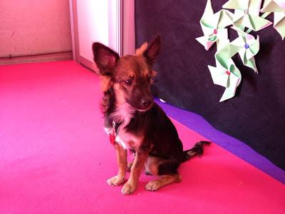 POLI - PARRAGA - MURCIA