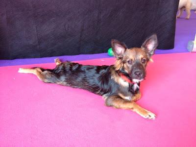 POLI - PARRAGA - MURCIA