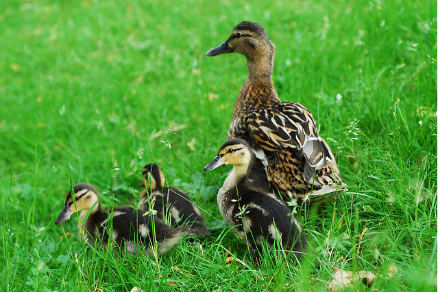 Mamá Pata y sus patitos… ¿por qué ese nombre?