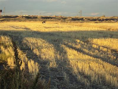 Tabata, otra galguita abandonada y cojita. (Madrid)