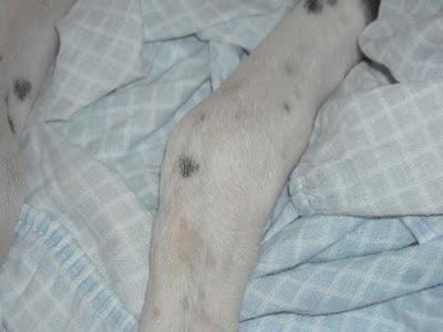 Pequeña galga con problemas en las patas tirada por encima de una valla.