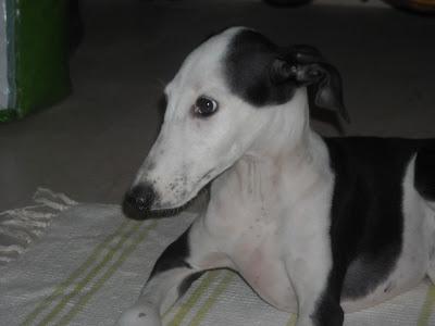 Pequeña galga con problemas en las patas tirada por encima de una valla.