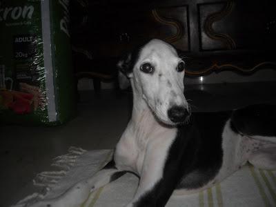 Pequeña galga con problemas en las patas tirada por encima de una valla.