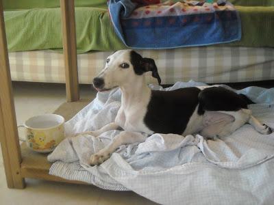 Pequeña galga con problemas en las patas tirada por encima de una valla.