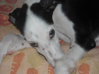 Pequeña galga con problemas en las patas tirada por encima de una valla.