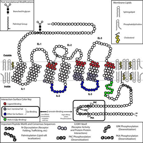 Las GPCR y el Premio Nobel de Química 2012